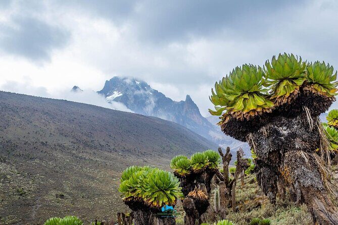 4 Day Mount Kenya Trek Up Chogoria Down Sirimon - Day 2: Forest Glades to 4200m Lake Michaelson and the Gorges Views