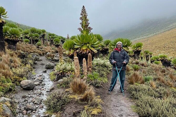 4-Day Mount Kenya Trekking with Pick Up - Packing and pacing advice for altitude you can feel