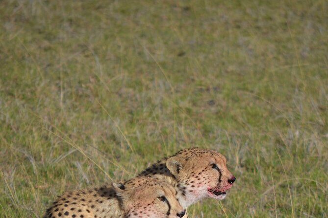 4 Day Private Lake Naivasha and Maasai Mara Safari Adventure - Lake Naivasha Sawela Lodge lunch: the calm before the wildlife