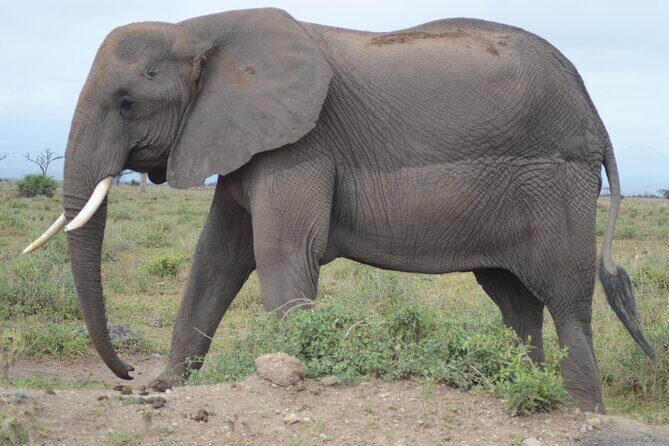 4 Day Private Masai Mara Flight Safari Tour from Nairobi - Sunrise safari day: why dawn feels like a cheat code