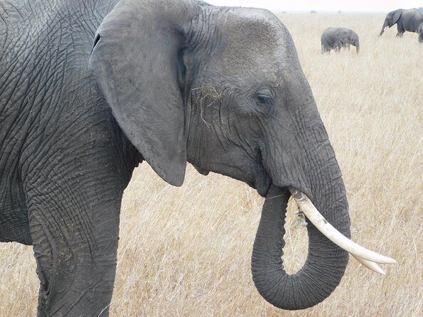 4 Day Private Masai Mara National Reserve & Lake Nakuru National Park Safari - Early Morning Mara and the Return to Nairobi (Arriving Around 4:30 PM)