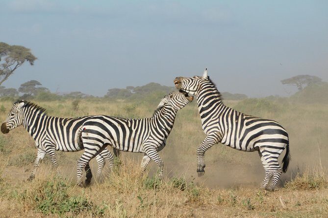 4 Day Private Masai Mara National Reserve & Lake Nakuru National Park Safari - What the Private 4x4 Setup Really Means for Your Sightings