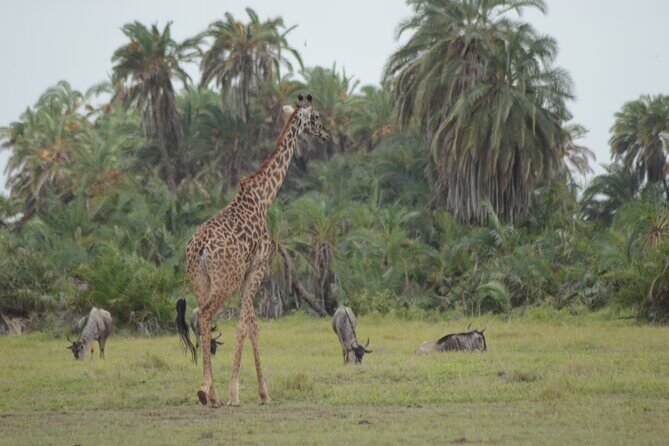 4-Day Safari to Tsavo and Amboseli from Diani Beach - Day 1: Tsavo West first, with lunch-ready arrival and Ngulia Rhino Sanctuary
