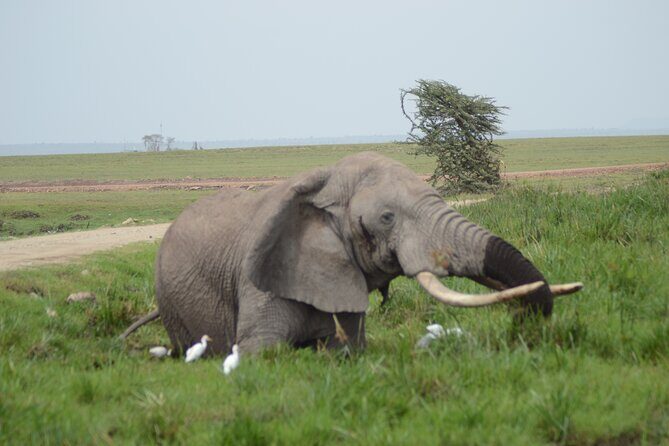 4-Day Safari to Tsavo and Amboseli from Diani Beach - Transport, group size, and what a private tour actually means