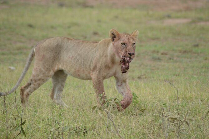4-Day Safari to Tsavo and Amboseli from Diani Beach - Day 2: Amboseli sunrise, then Mzima Springs for hippos and crocodiles