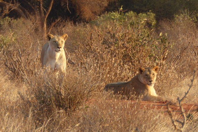 4-Day Tsavo East West and Amboseli National Park from Mombasa - Tsavo West and Ngulia Safari Lodge: rugged lions and Poacher’s Lookout vibes