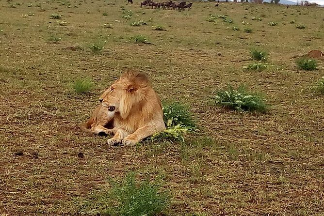 4-Day Tsavo East West and Amboseli National Park from Mombasa - Amboseli’s last morning and the drive into Nairobi