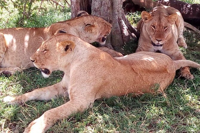 4-Day Tsavo East West and Amboseli National Park from Mombasa - Private transfers and rolling game drives: where the value really comes from