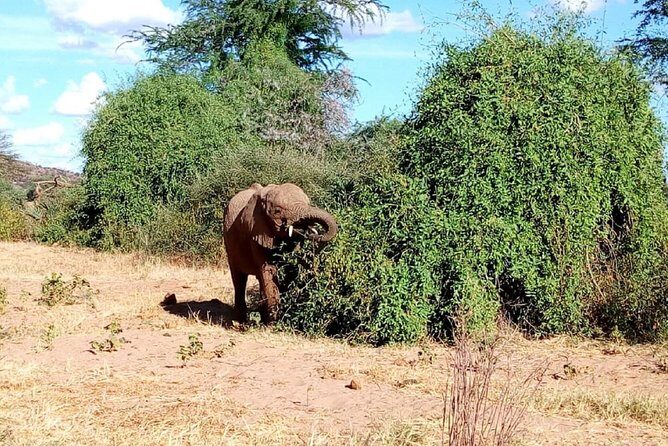 4-Day Tsavo East West and Amboseli National Park from Mombasa - How to get the most out of Tsavo East, Tsavo West, and Amboseli