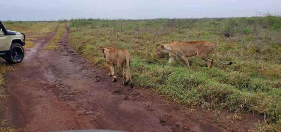 4 Days 3 Nights Masai Mara, L.Nakuru Jeep. - Key takeaways before you book