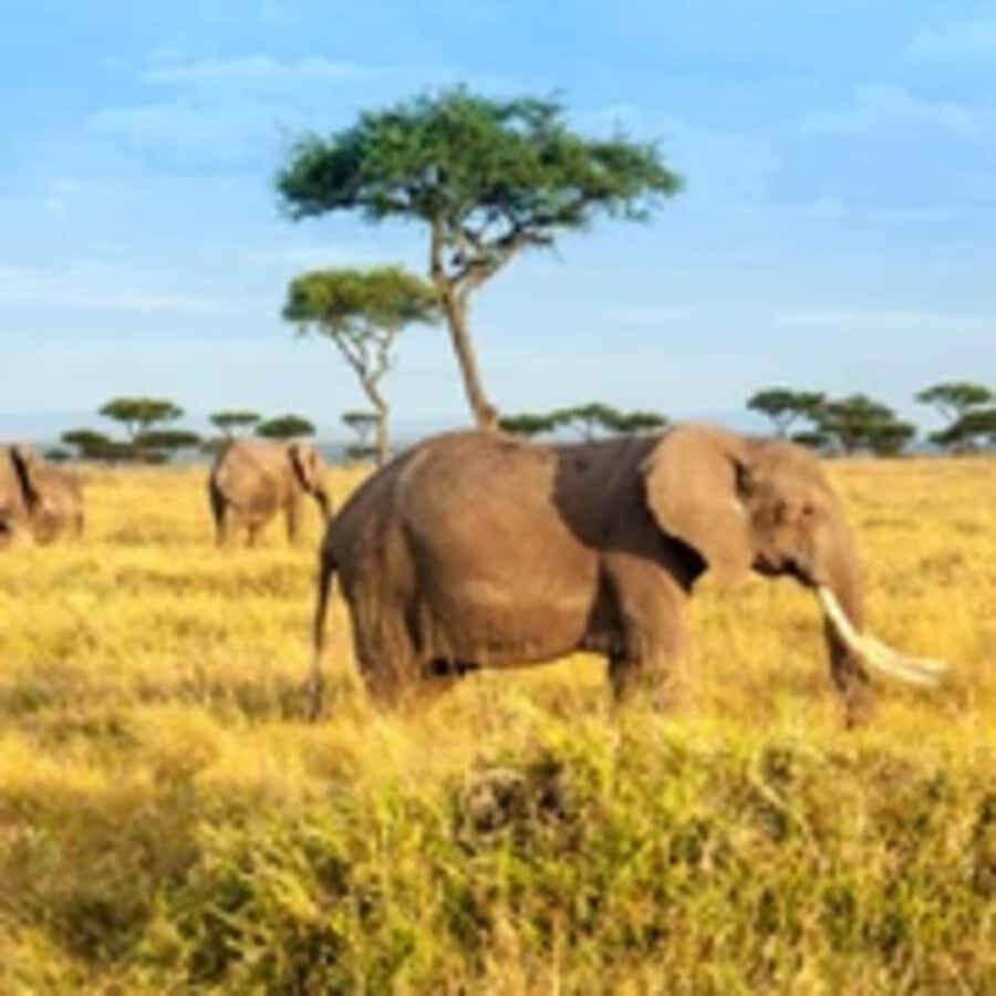 4 Days 3 Nights Masai Mara, L.Nakuru Jeep. - Day 1: Nairobi to Maasai Mara, with Rift Valley viewpoints and an afternoon hunt