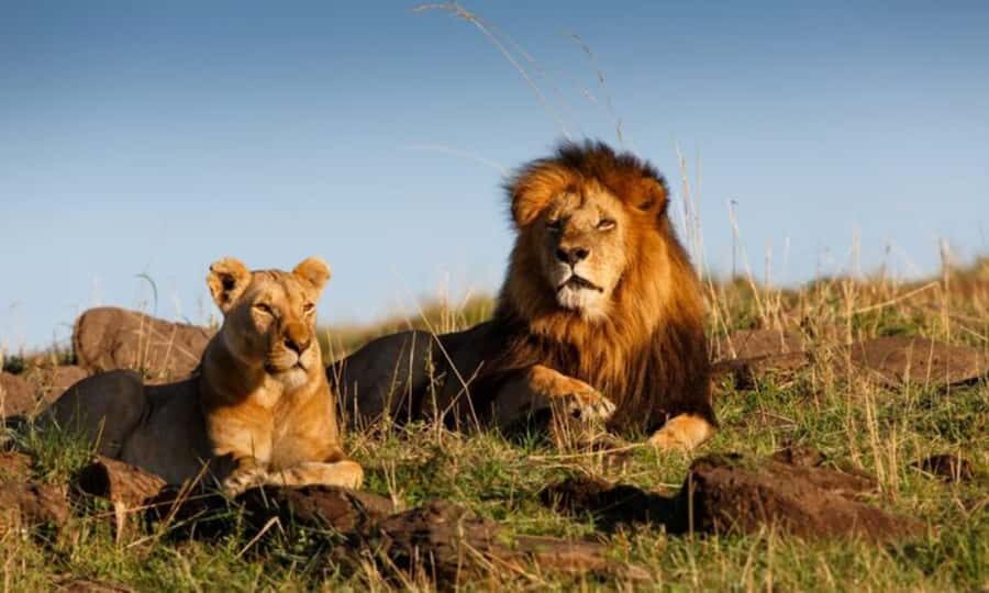 4 Days 3 Nights Masai Mara, L.Nakuru Jeep. - Day 3: Masai Mara checkout and the 5-hour transfer to Lake Nakuru