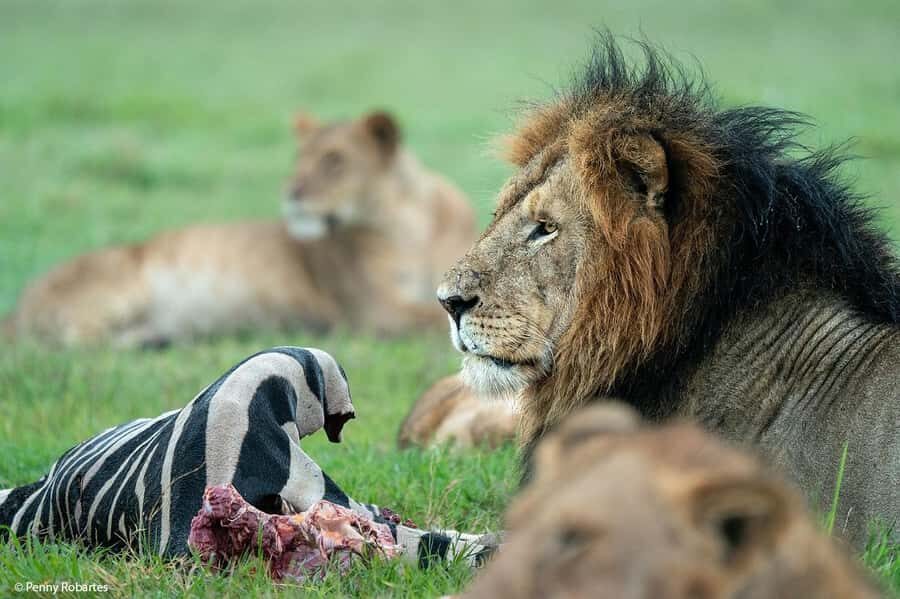 4 Days 3 Nights Masai Mara, L.Nakuru Jeep. - Day 4: Lake Nakuru early game drive, then birding along the lake shores