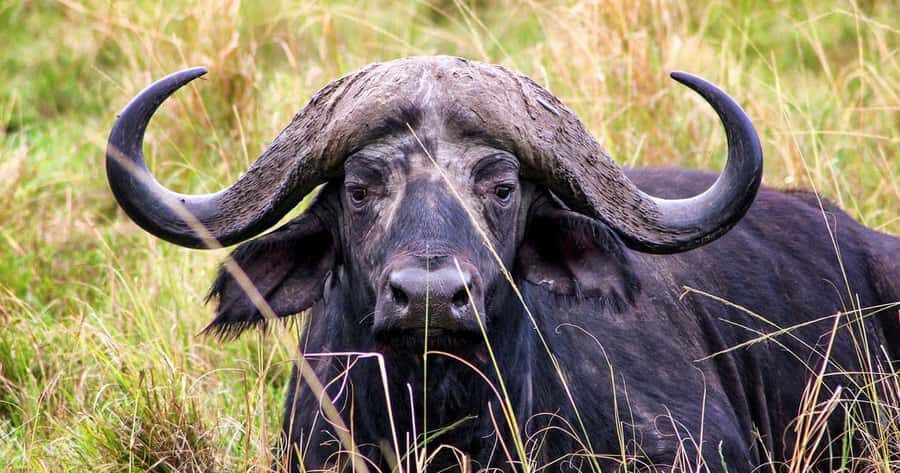 4 Days 3 Nights Masai Mara, L.Nakuru Jeep. - Where the $332 price really lands: value math and extra costs you must plan