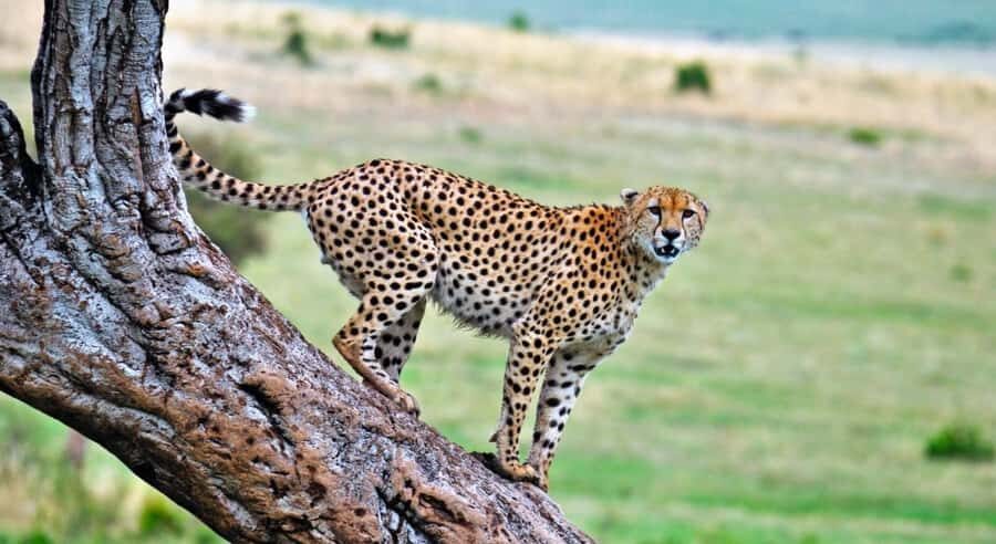 4 Days 3 Nights Masai Mara, L.Nakuru Jeep. - Wildlife expectations: what you can hunt for in each park