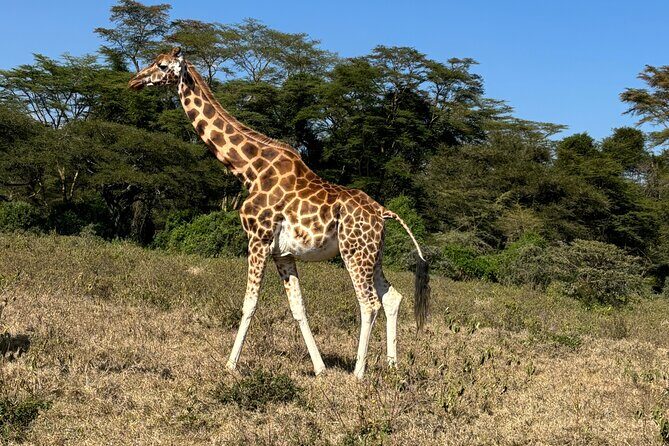 4 Days 4WD Private Maasai Mara, Nakuru Parks with Lodge LUXURY - Key Highlights That Matter Day to Day