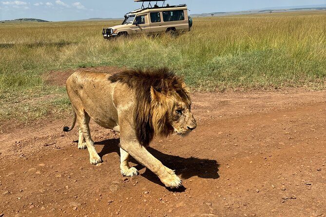 4 Days 4WD Private Maasai Mara, Nakuru Parks with Lodge LUXURY - Nakuru Safari Lodge and Evening Wildlife Time
