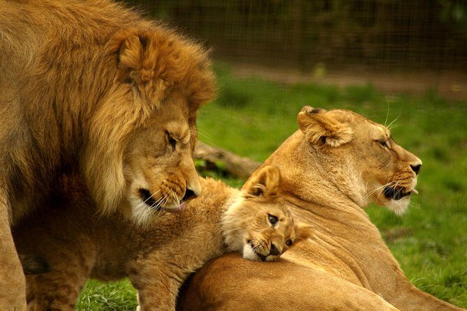 4-Days Best Wildlife Safari: Amboseli, Tsavo West & Tsavo East Private Safari - A 4-Day Kenya Wildlife Circuit From Nairobi