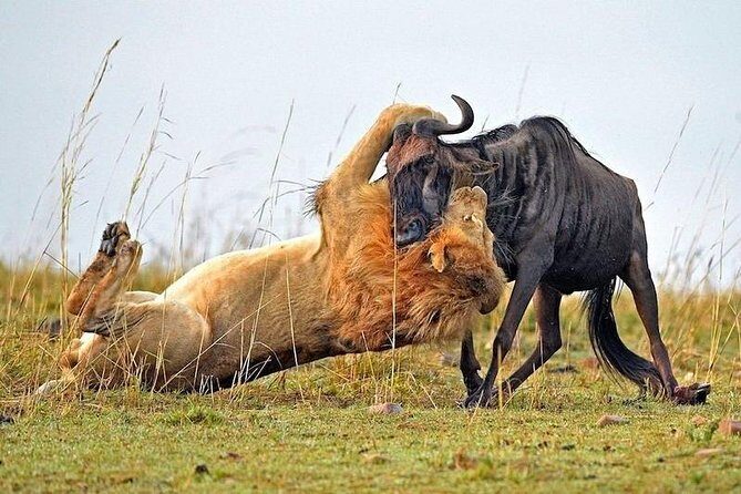 4-Days Best Wildlife Safari: Amboseli, Tsavo West & Tsavo East Private Safari - Price and Value: Why $2,275 Can Make Sense Here