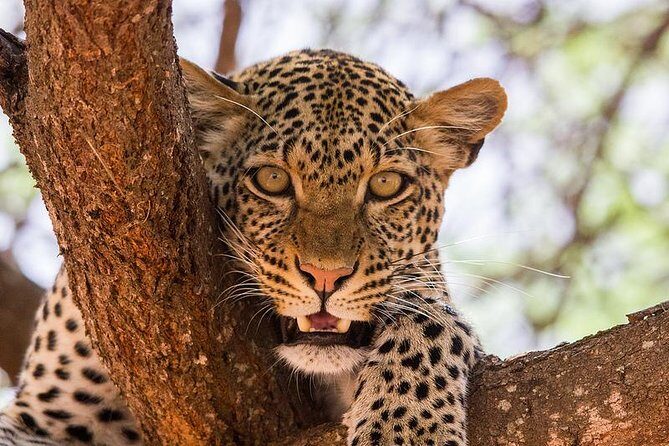4-Days Best Wildlife Safari: Amboseli, Tsavo West & Tsavo East Private Safari - Amboseli Day 1: Elephants and Kilimanjaro Views
