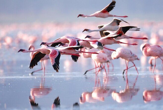 4 Days Enthralling Safaris in Kenya-lake Nakuru Masai Mara - Key highlights at a glance