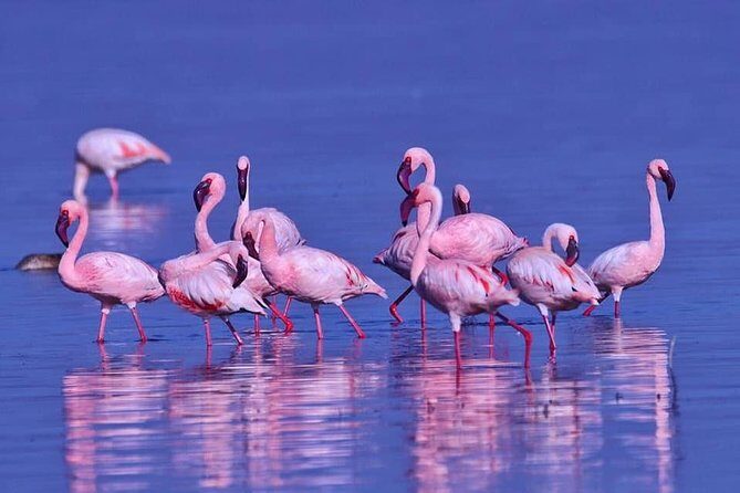 4 Days Enthralling Safaris in Kenya-lake Nakuru Masai Mara - Day 1: Lake Nakuru game drives and why flamingos take center stage