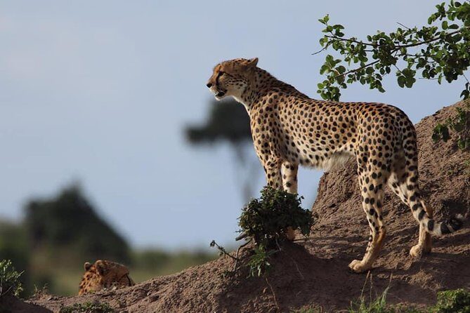 4 Days Enthralling Safaris in Kenya-lake Nakuru Masai Mara - Day 2: The long road to Maasai Mara and a late drive that pays off