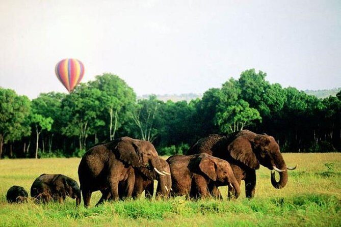 4 Days Enthralling Safaris in Kenya-lake Nakuru Masai Mara - Day 3: Two Mara spice drives plus balloon and Masai village options