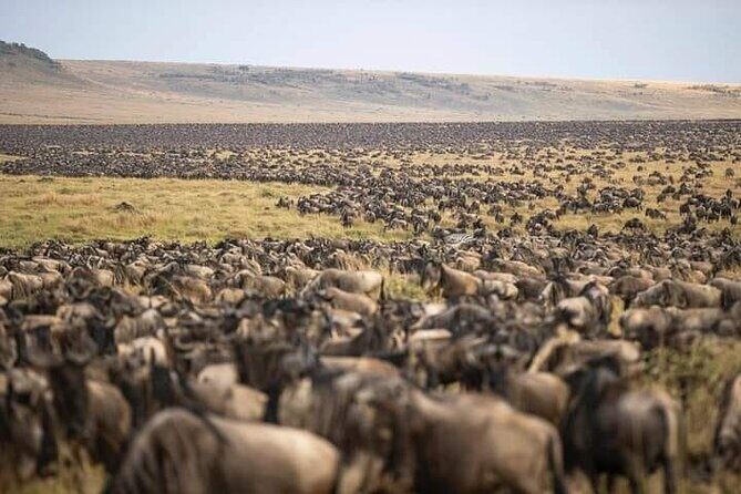 4 Days Enthralling Safaris in Kenya-lake Nakuru Masai Mara - Day 4: Early Mara drive, then Nairobi and the arboretum finish