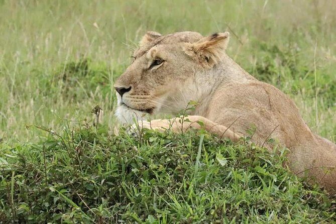 4 Days Enthralling Safaris in Kenya-lake Nakuru Masai Mara - Price and value: what $871.80 buys you (and what it doesn’t)