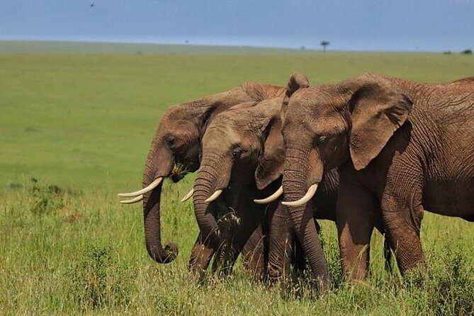 4 Days Enthralling Safaris in Kenya-lake Nakuru Masai Mara - Nairobi pickup and the “small group” difference you’ll feel
