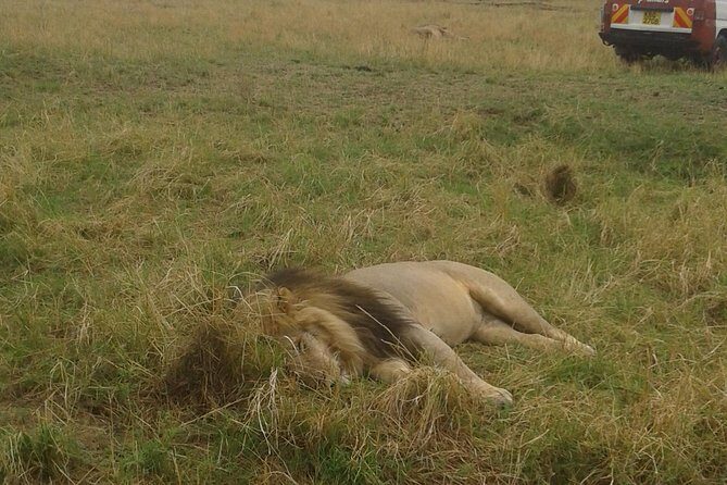 4 days group joining budget safari to Maasai Mara only - Maasai Mara in four days: what you’re really buying