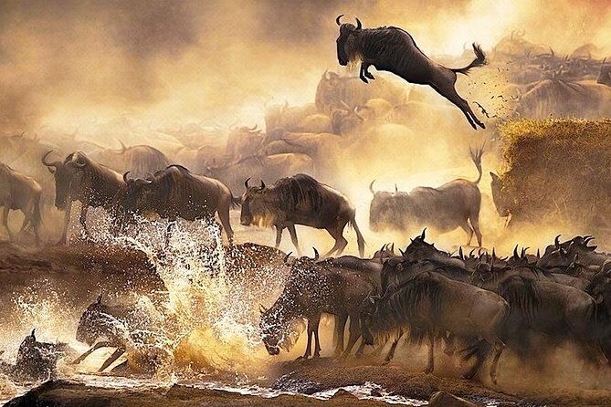 4 days group joining budget safari to Maasai Mara only - Day 3: another Big Five search day, plus more Mara River scenery time