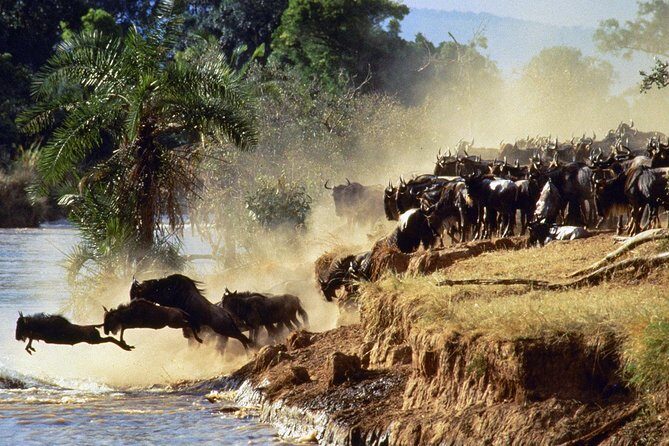 4 days group joining budget safari to Maasai Mara only - Day 4: a short final game drive, then lunch and Nairobi return
