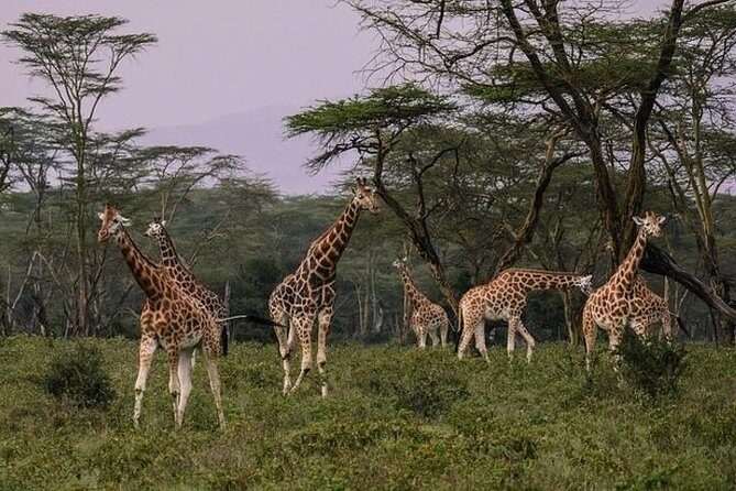 4 days group joining budget safari to Maasai Mara only - Price and logistics: how to judge the real cost of $397