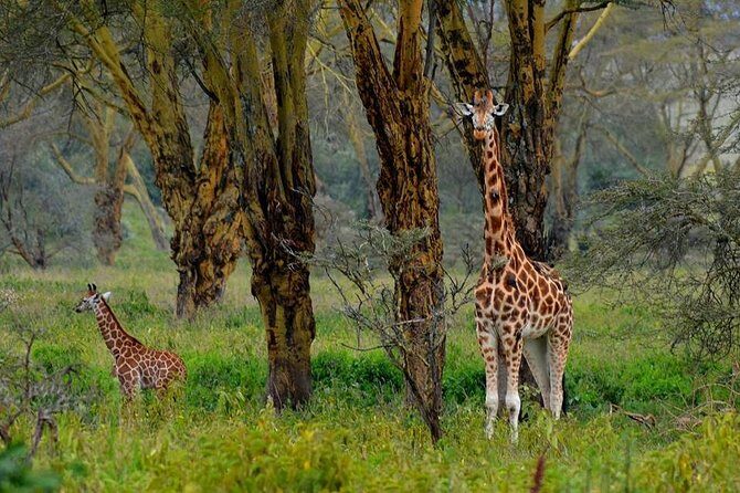 4 Days Group Joining Budget Safari To Masai Mara And Lake Nakuru National Park - Nairobi Pickup, the Rift Valley Viewpoint, and a Long Drive That Sets the Tone