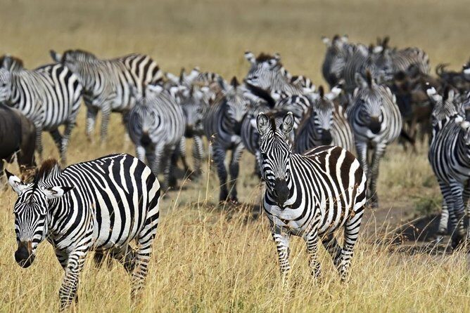 4 Days Group Joining Budget Safari To Masai Mara And Lake Nakuru National Park - What Guides Can Change in Maasai Mara (And Why You’ll Care)