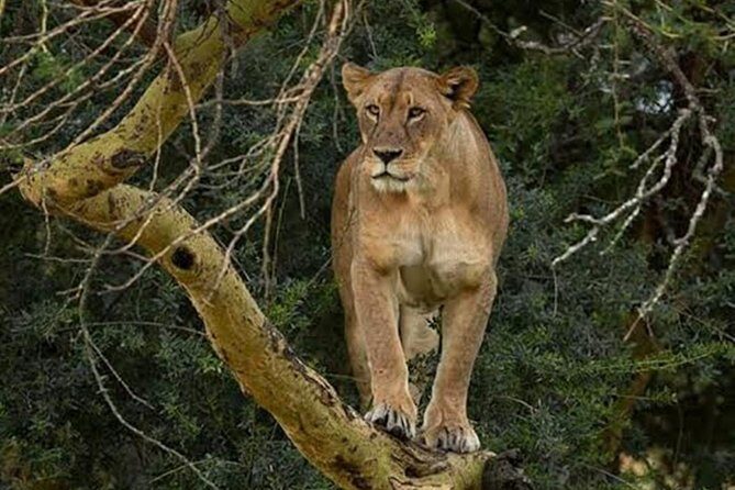 4 Days Group Joining Budget Safari To Masai Mara And Lake Nakuru National Park - Day 3: Heading Toward Nakuru with an Optional Stop at Lake Naivasha