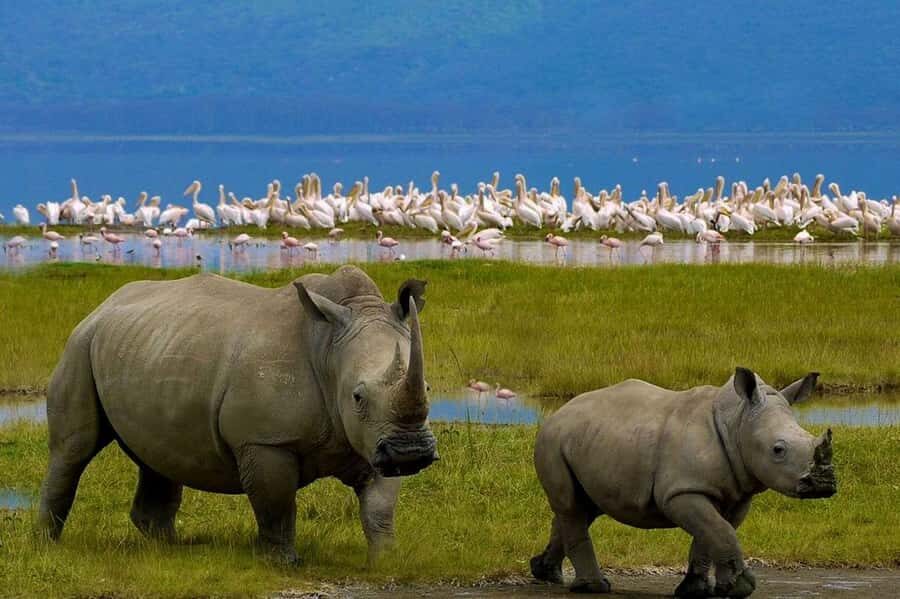 4 Days group safari in a safari van With no park fees - Day 1: Nairobi to Maasai Mara, with Rift Valley views built in
