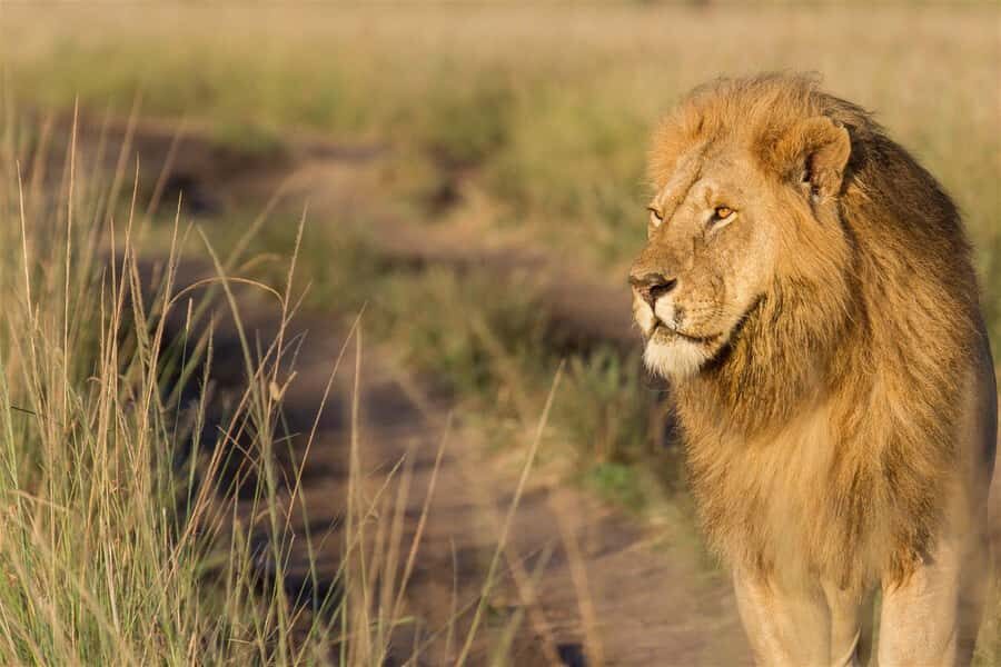 4 days Group safari in Masaai Mara and Lake Nakuru Park - Key Highlights You’ll Actually Feel Day to Day