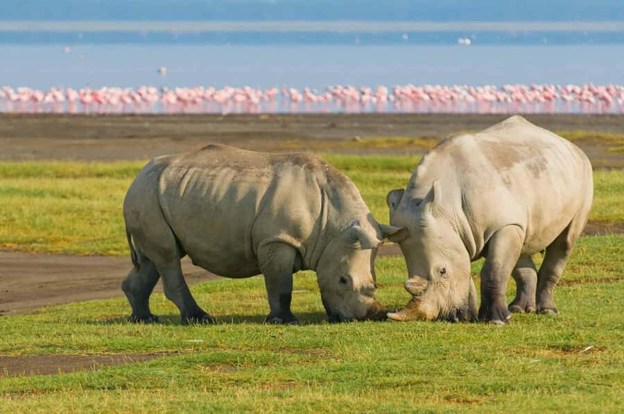 4 days Group safari in Masaai Mara and Lake Nakuru Park - Where This 4-Day Mara and Nakuru Safari Fits in Kenya