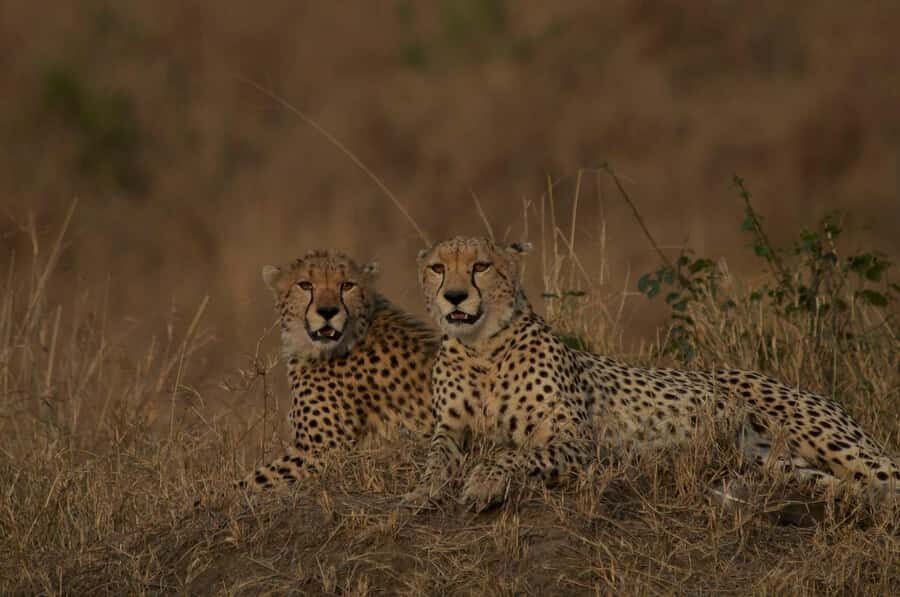 4 days Group safari in Masaai Mara and Lake Nakuru Park - Day 2: Full-Day Maasai Mara Game Drive for Predators and Big Five Chances