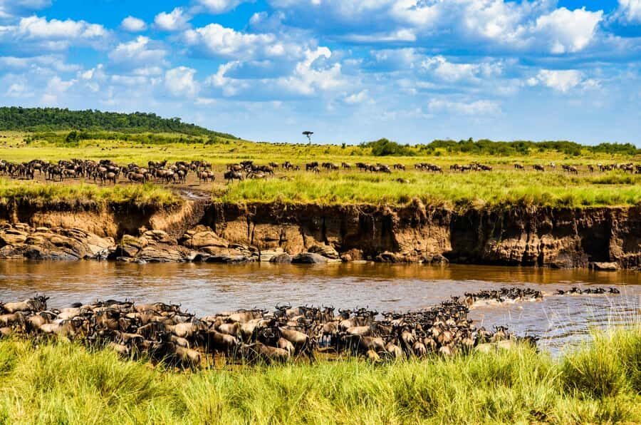 4 days Group safari in Masaai Mara and Lake Nakuru Park - Guides, Timing, and What to Ask Before Your Safari Starts