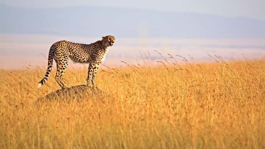 4 days Group safari in Masaai Mara and Lake Nakuru Park - The Small-Group Setup and Pop-Roof Jeep Reality Check