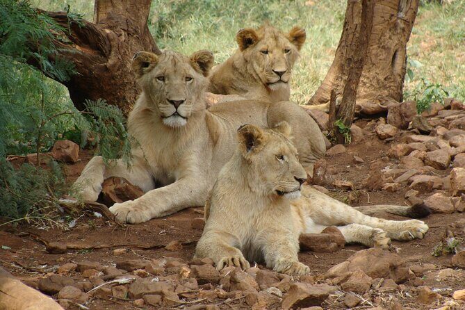 4 Days Lake Nakuru and Masai Mara Luxury Safari - Getting To Lake Nakuru: Rift Valley Views and a Birding-First Plan