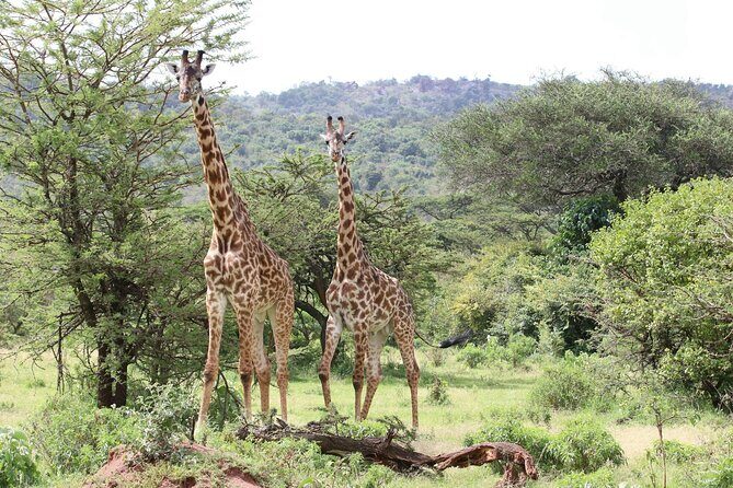 4 Days Lake Nakuru and Masai Mara Luxury Safari - Crossing Into Masai Mara: The Check-In That Turns Into Afternoon Action