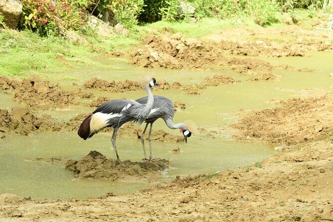 4 Days Lake Nakuru and Masai Mara Luxury Safari - Two Mara Game-Drive Days: More Chances, Less Rushing