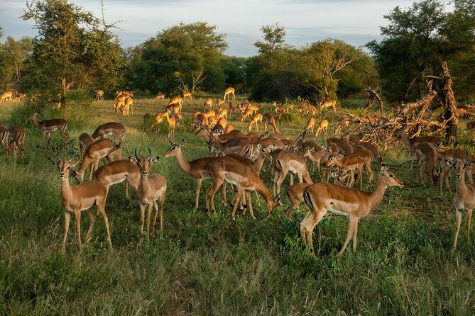 4 Days Lake Nakuru and Masai Mara Luxury Safari - Evening Comfort in the Mara: Dinner, Relaxation, and a Fireplace