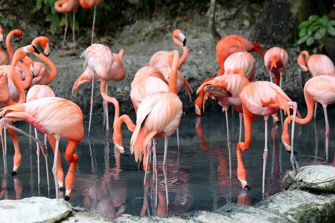 4 Days Lake Nakuru and Masai Mara Luxury Safari - Heading Back to Nairobi: A Carnivore Stop That Closes the Loop