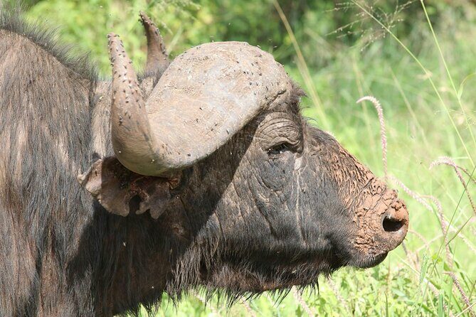 4 Days Lake Nakuru and Masai Mara Luxury Safari - What Makes the Luxury Feel Real: Vehicle, Guide, Meals, and Water